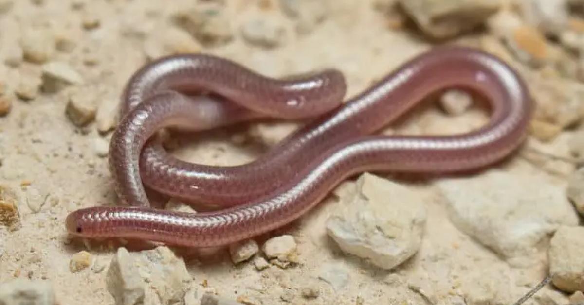 Vibrant snapshot of the Texas Blind Snake, commonly referred to as Ular Buta Texas in Indonesia.