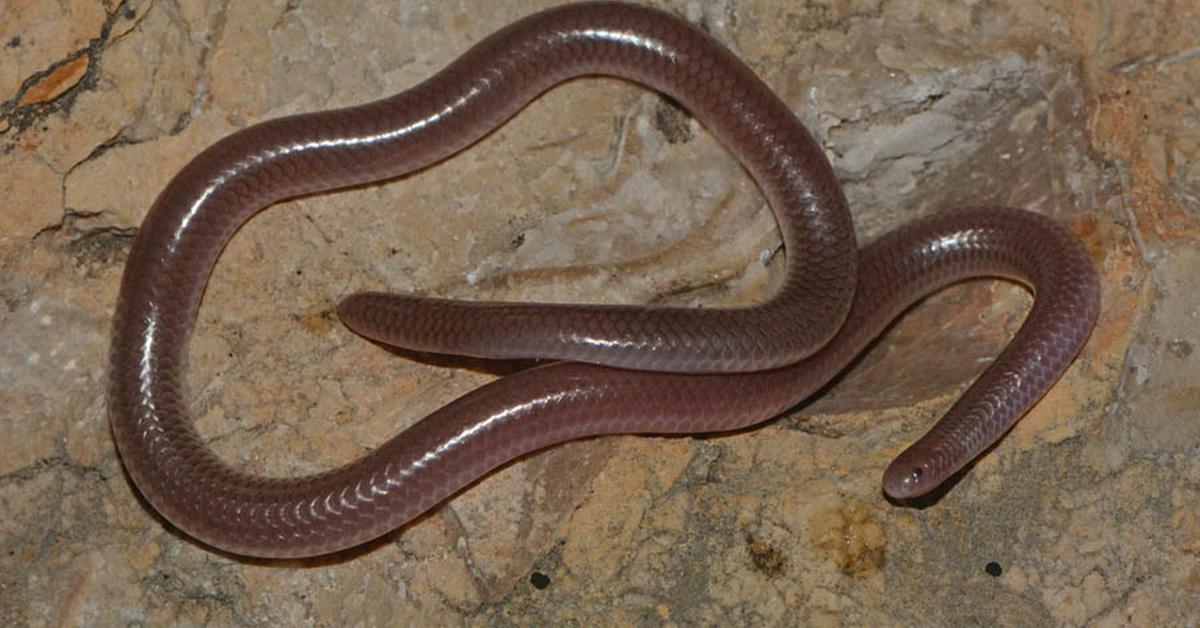 Graceful Texas Blind Snake, a creature with the scientific name Rena dulcis.