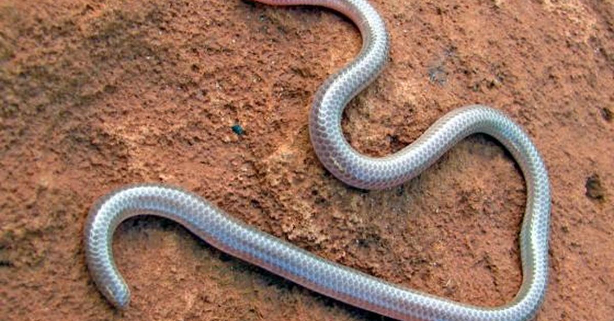 Photogenic Texas Blind Snake, scientifically referred to as Rena dulcis.