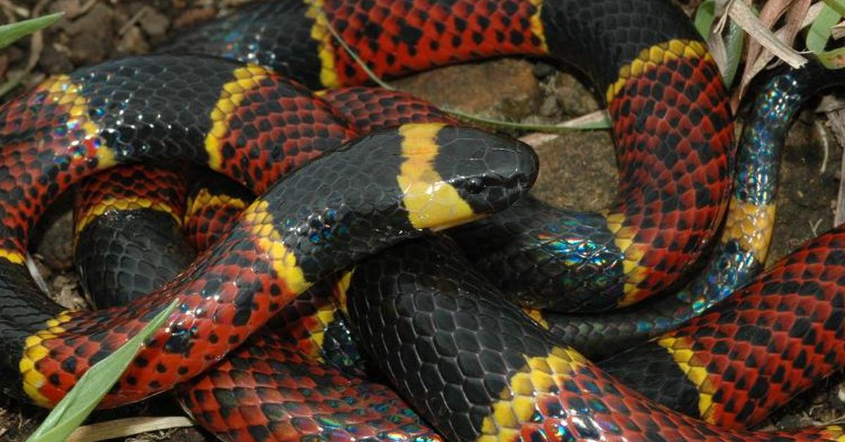 Splendid image of the Texas Coral Snake, with the scientific name Micrurus tener.