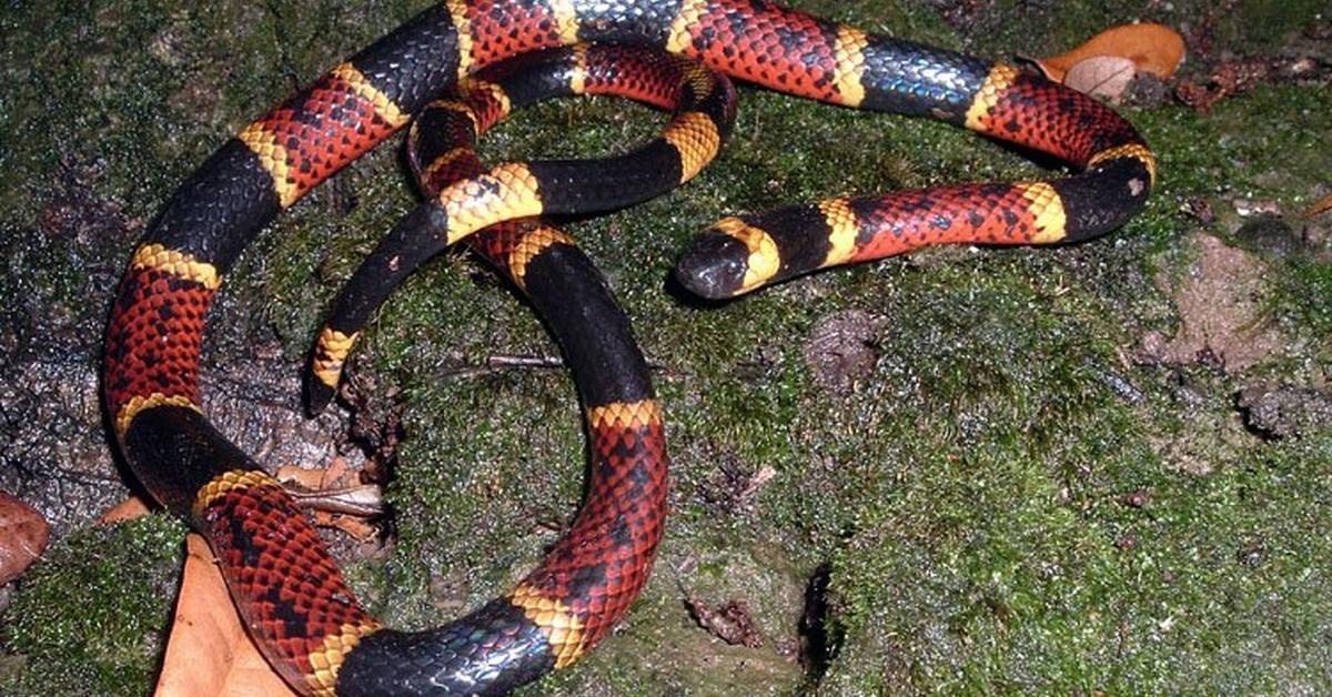 The Texas Coral Snake in its natural beauty, locally called Ular Koral Texas.