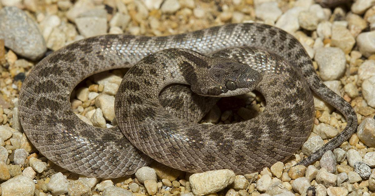 The elegant Texas Night Snake (Hypsiglena jani), a marvel of nature.