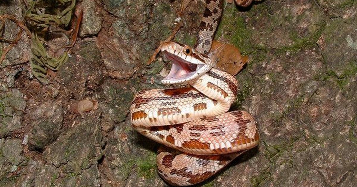 The Texas Night Snake, a beautiful species also known as Ular Malam Texas in Bahasa Indonesia.