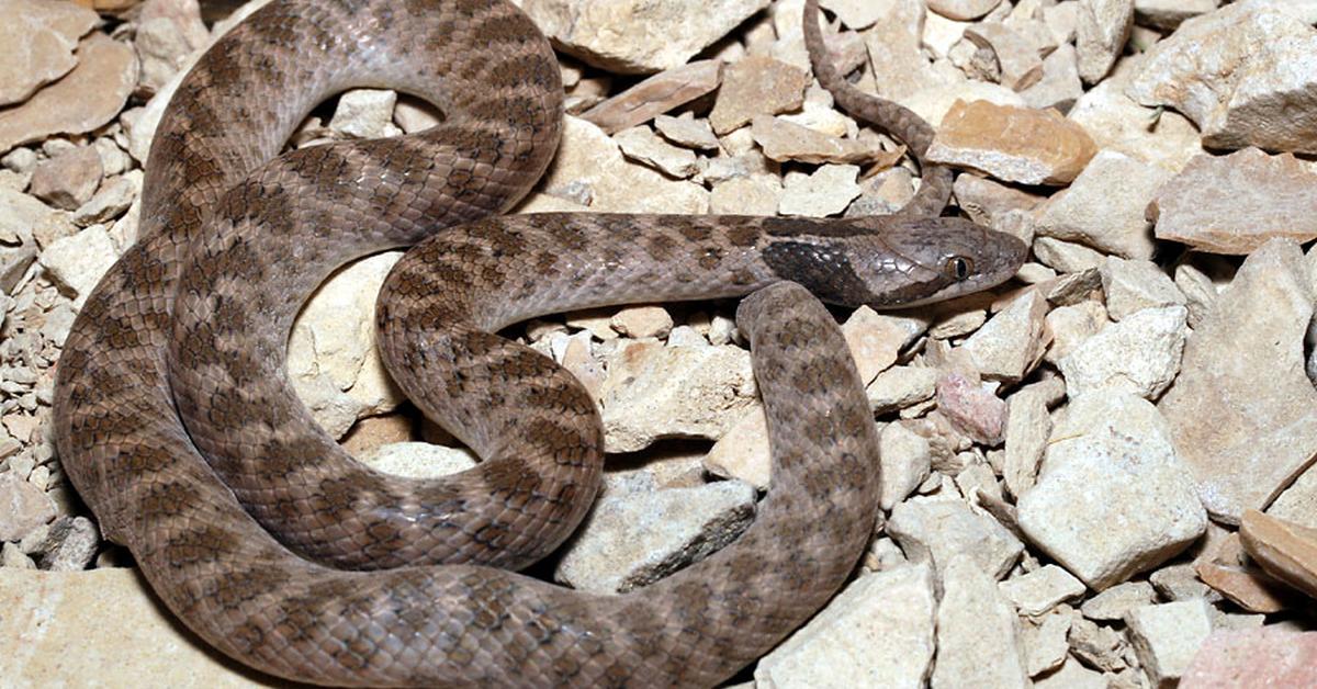 Portrait of a Texas Night Snake, a creature known scientifically as Hypsiglena jani.