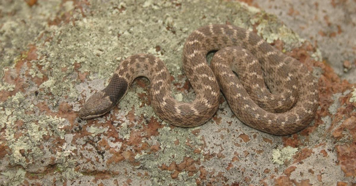 Photogenic Texas Night Snake, scientifically referred to as Hypsiglena jani.