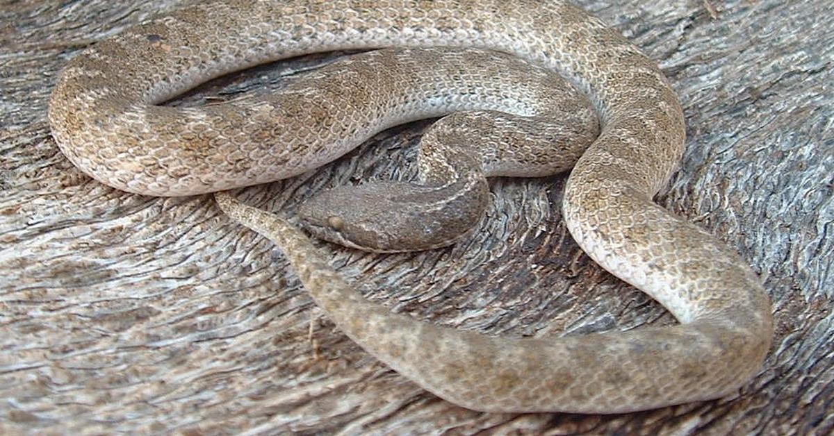 Charming view of the Texas Night Snake, in Indonesia referred to as Ular Malam Texas.