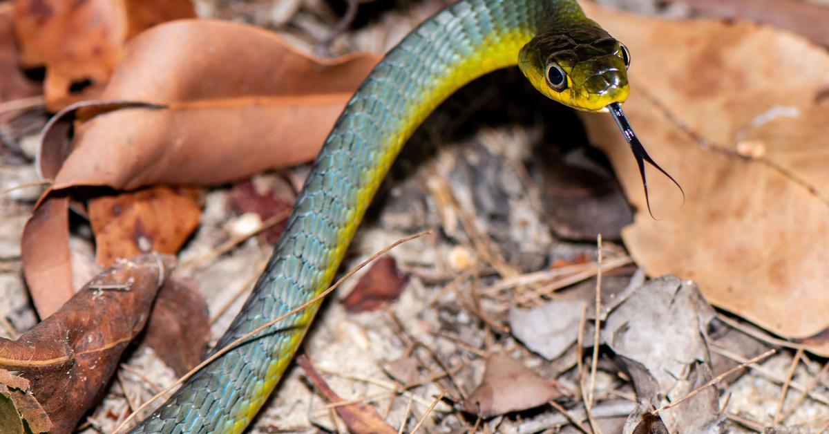 Glimpse of the Tree Snake, known in the scientific community as Boiga irregularis.