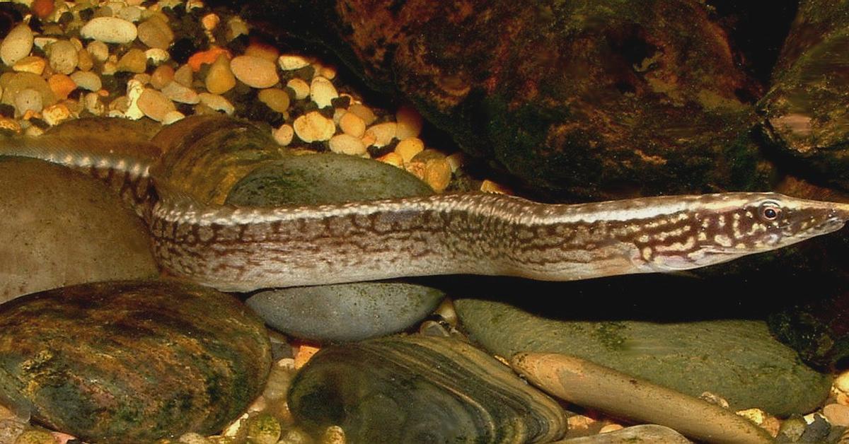 Close encounter with the Tire Track Eel, scientifically called Mastacembelus armatus.