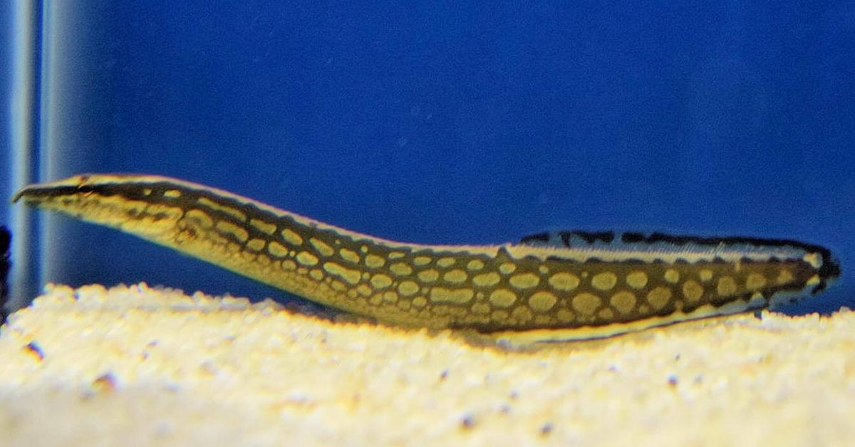 Snapshot of the intriguing Tire Track Eel, scientifically named Mastacembelus armatus.