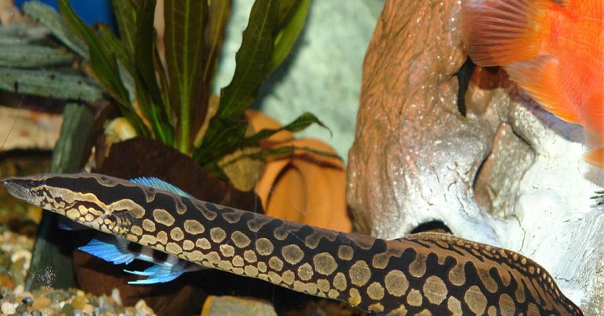 Stunning depiction of Tire Track Eel, also referred to as Mastacembelus armatus.