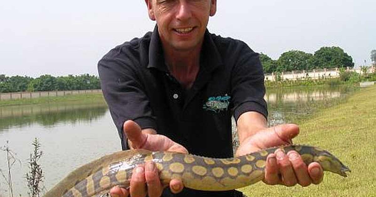 Insightful look at the Tire Track Eel, known to Indonesians as Belut Jejak Ban.