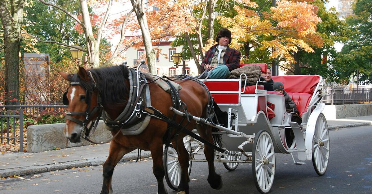 The Tennessee Walking Horse, an example of Equus ferus, in its natural environment.