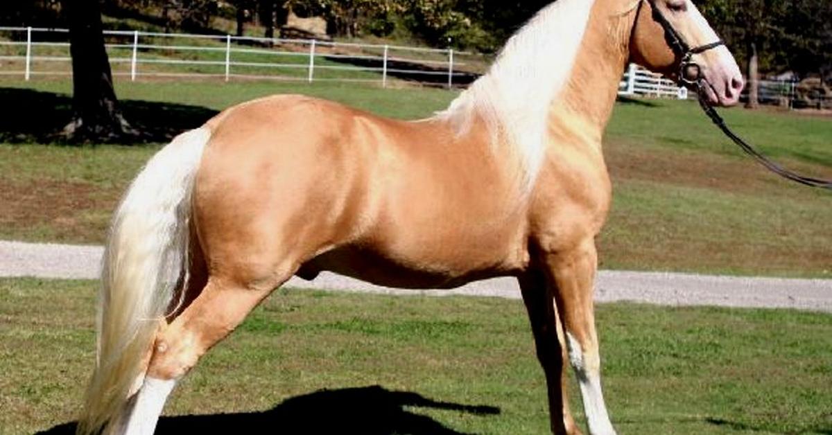 Photograph of the unique Tennessee Walking Horse, known scientifically as Equus ferus.