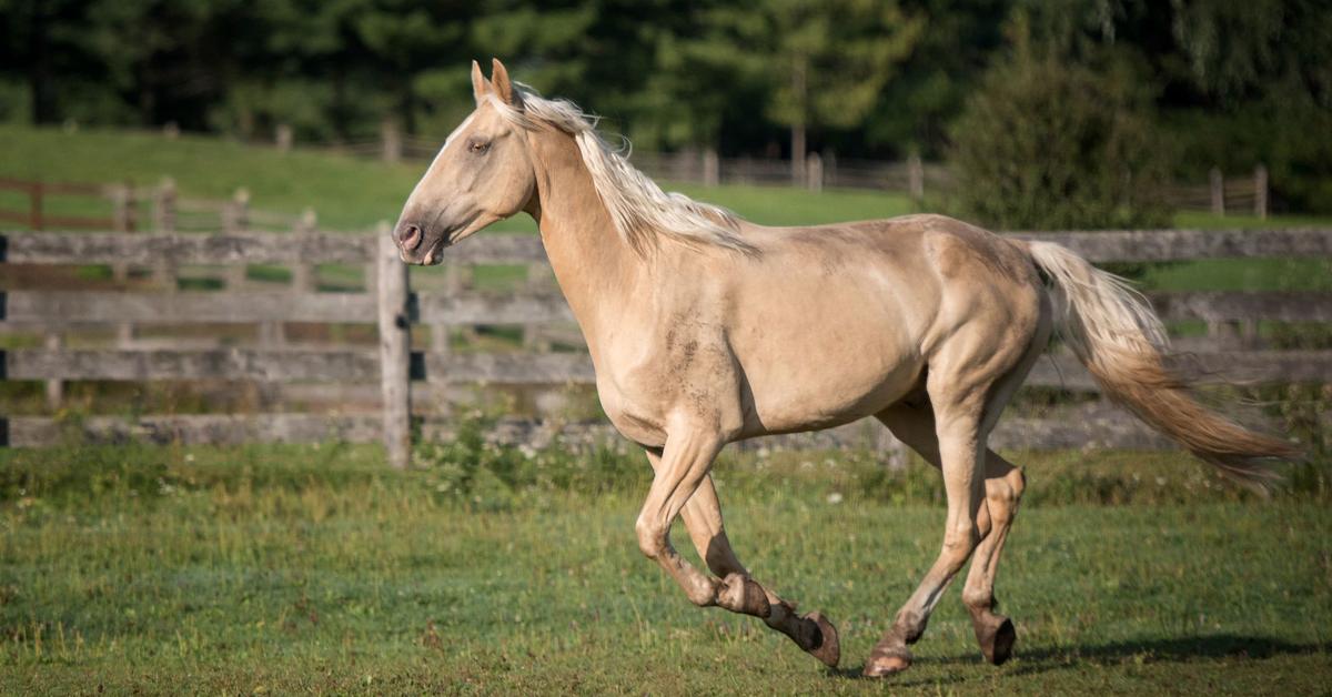 Elegant Tennessee Walking Horse in its natural habitat, called Kuda Tennessee Walking in Indonesia.