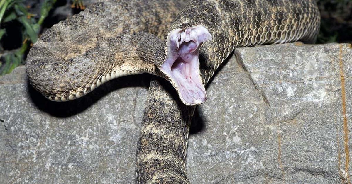 Captured moment of the Tiger Rattlesnake, in Indonesia known as Ular Berduri Harimau.