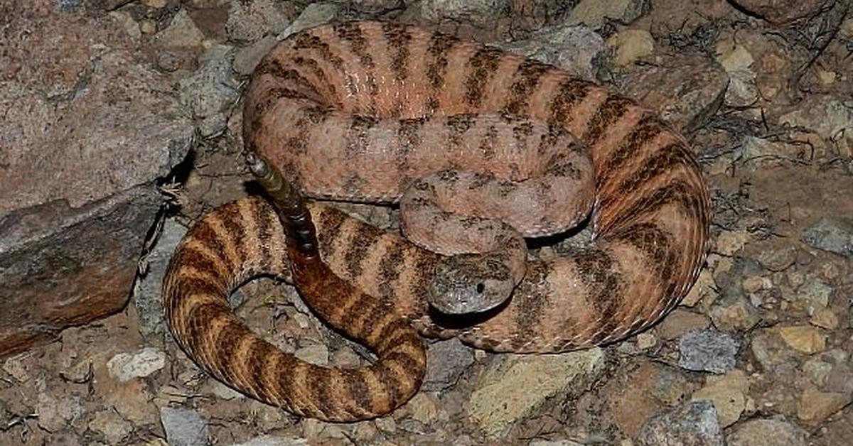 Snapshot of the intriguing Tiger Rattlesnake, scientifically named Crotalus tigris.