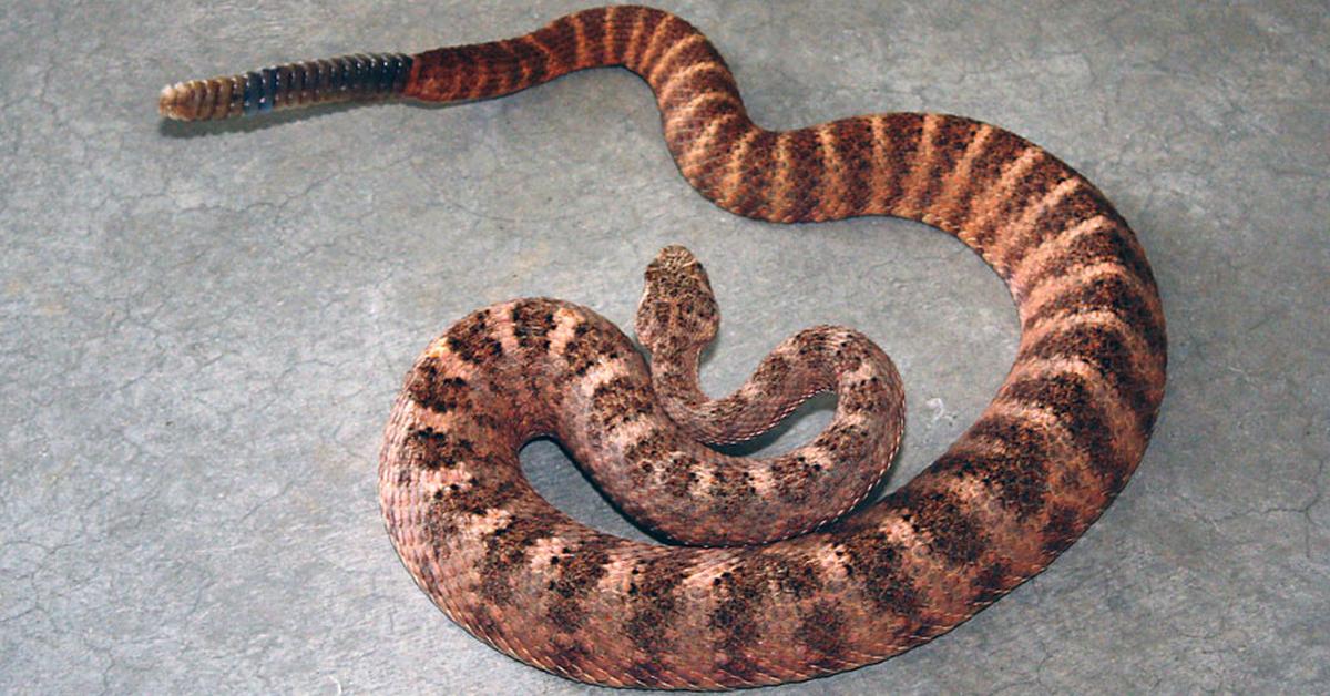 Glimpse of the Tiger Rattlesnake, known in the scientific community as Crotalus tigris.