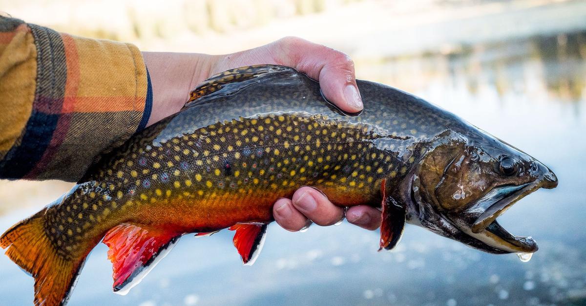 Close encounter with the Trout, scientifically called Salmo.