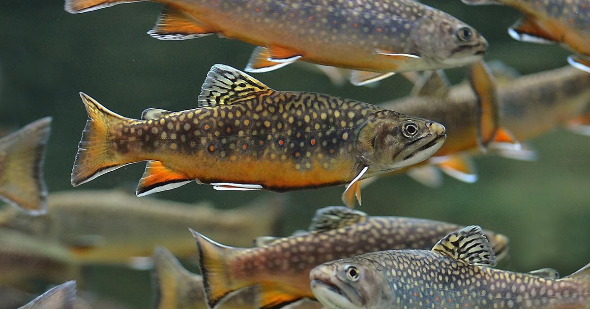 Detailed shot of the Trout, or Salmo, in its natural setting.