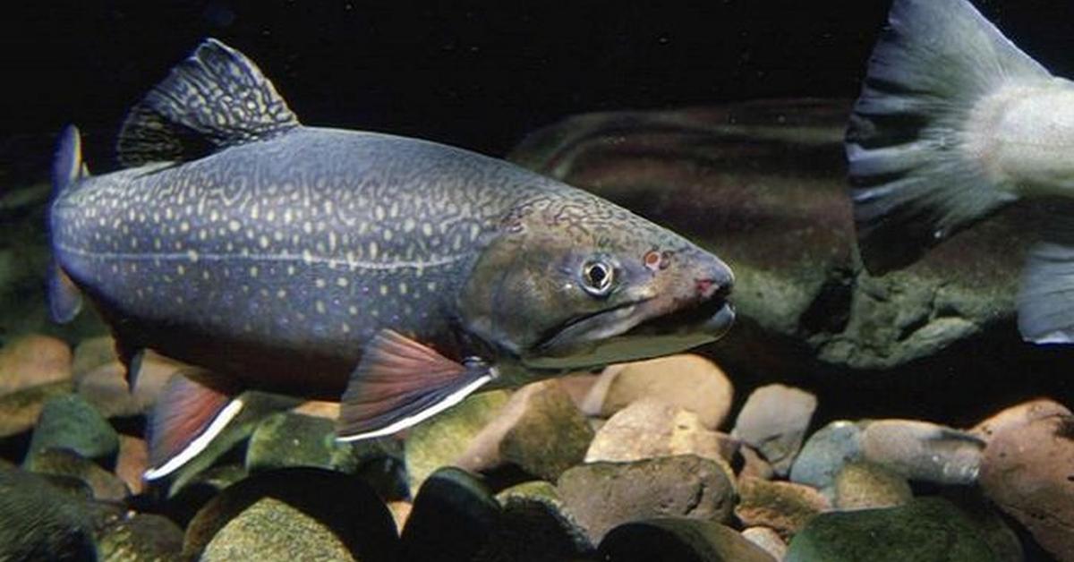 The majestic Trout, also called Ikan Trout in Indonesia, in its glory.