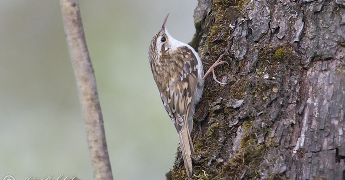 Photograph of the unique Treecreeper, known scientifically as Certhia familiarus.