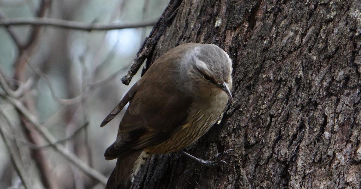 Engaging shot of the Treecreeper, recognized in Indonesia as Burung Merayap Pohon.