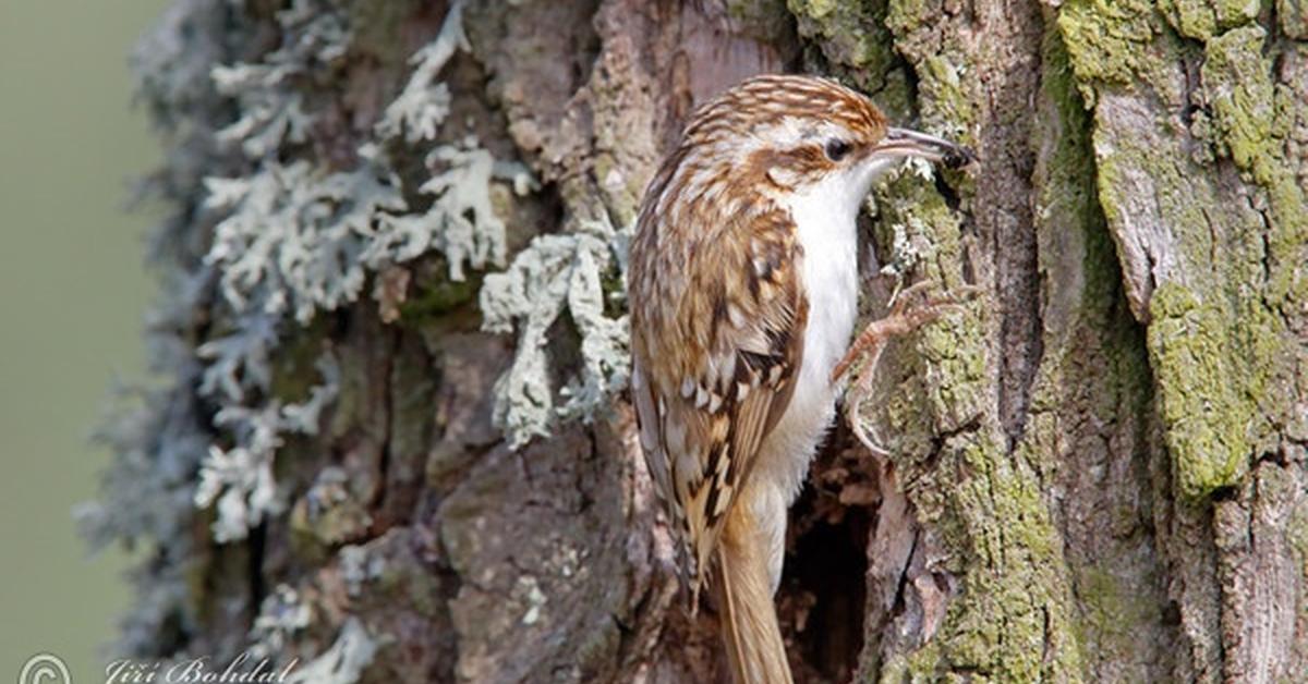 Engaging shot of the Treecreeper, recognized in Indonesia as Burung Merayap Pohon.