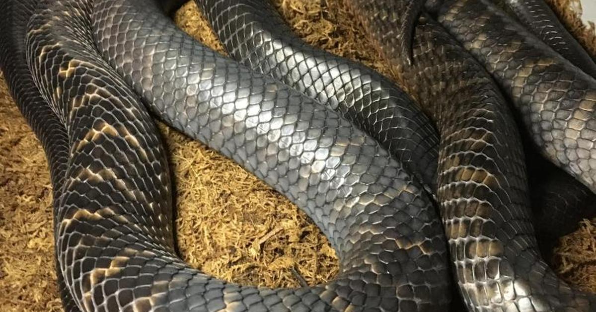 Image showcasing the Texas Indigo Snake, known in Indonesia as Ular Indigo Texas.