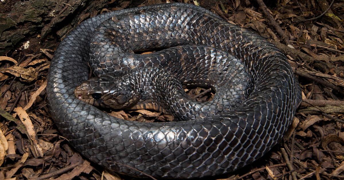 Glimpse of the Texas Indigo Snake, known in the scientific community as Drymarchon melanurus erebennus.