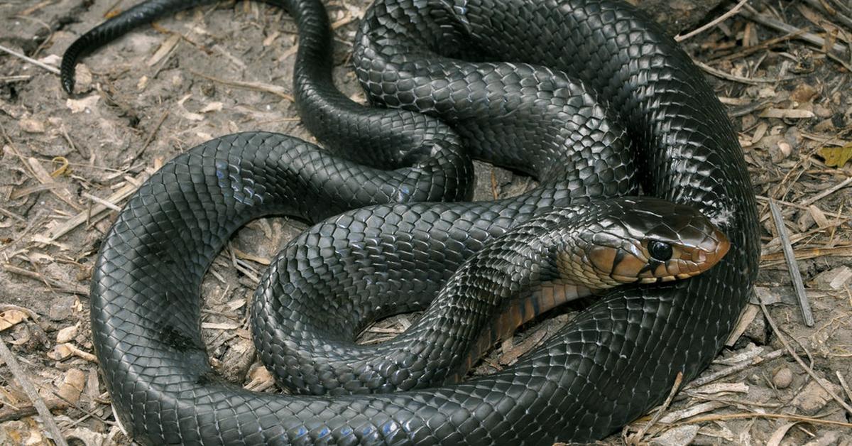 The Texas Indigo Snake, an example of Drymarchon melanurus erebennus, in its natural environment.