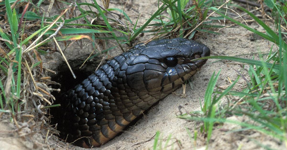 Captured beauty of the Texas Indigo Snake, or Drymarchon melanurus erebennus in the scientific world.