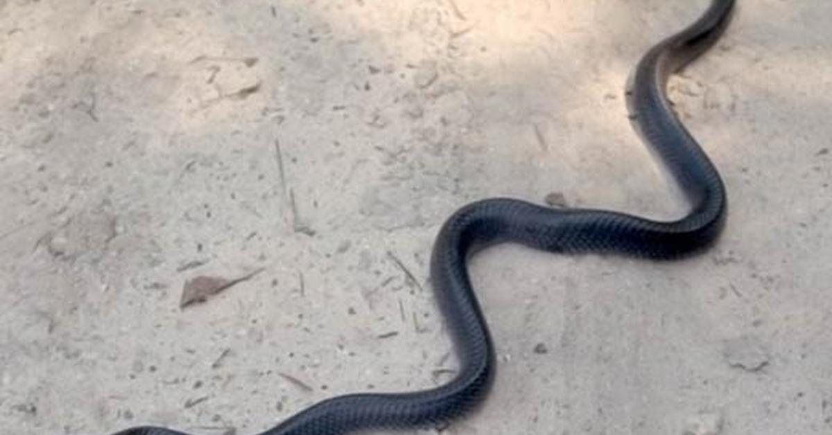 Iconic view of the Texas Indigo Snake, or Drymarchon melanurus erebennus, in its habitat.