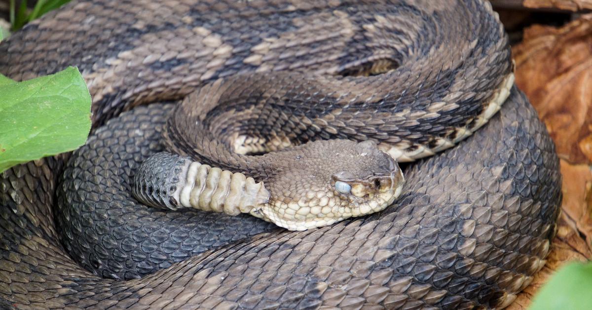 Captured moment of the Timber Rattlesnake, in Indonesia known as Ular Berbisa Kayu.