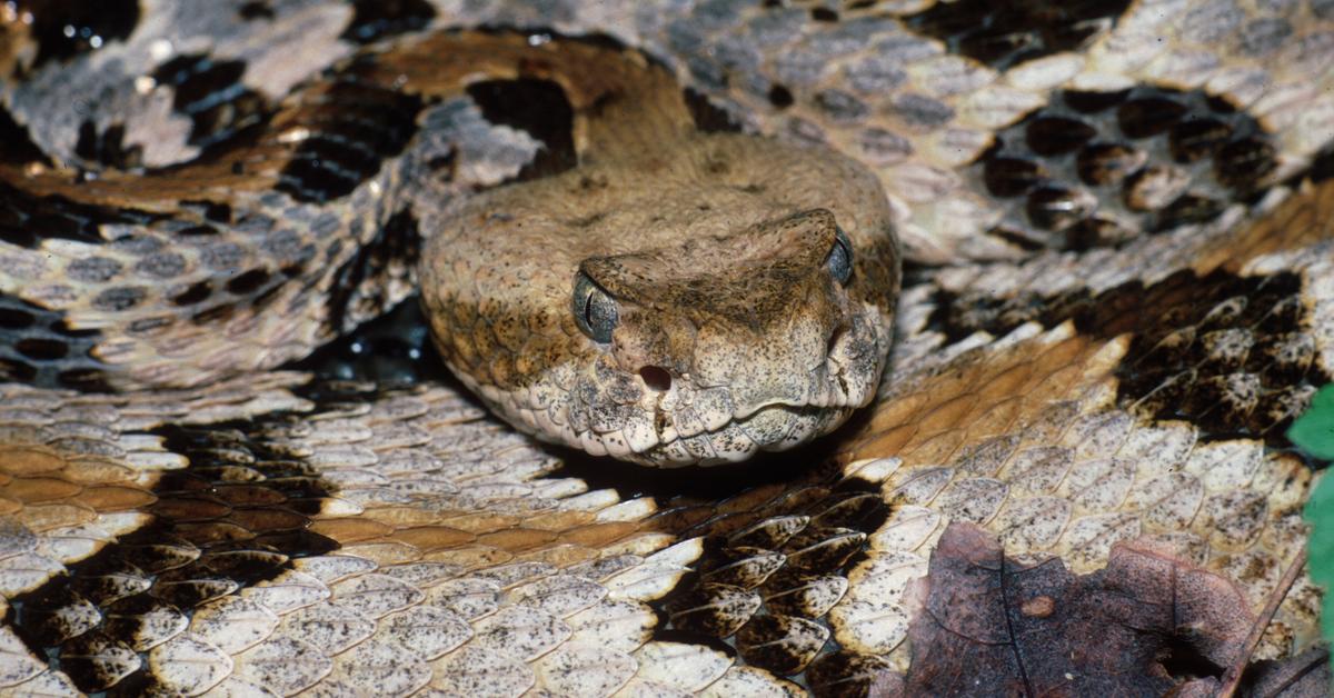 The fascinating Timber Rattlesnake, scientifically known as Crotalus horridus.