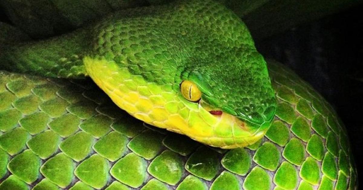 Image showcasing the Timber Rattlesnake, known in Indonesia as Ular Berbisa Kayu.