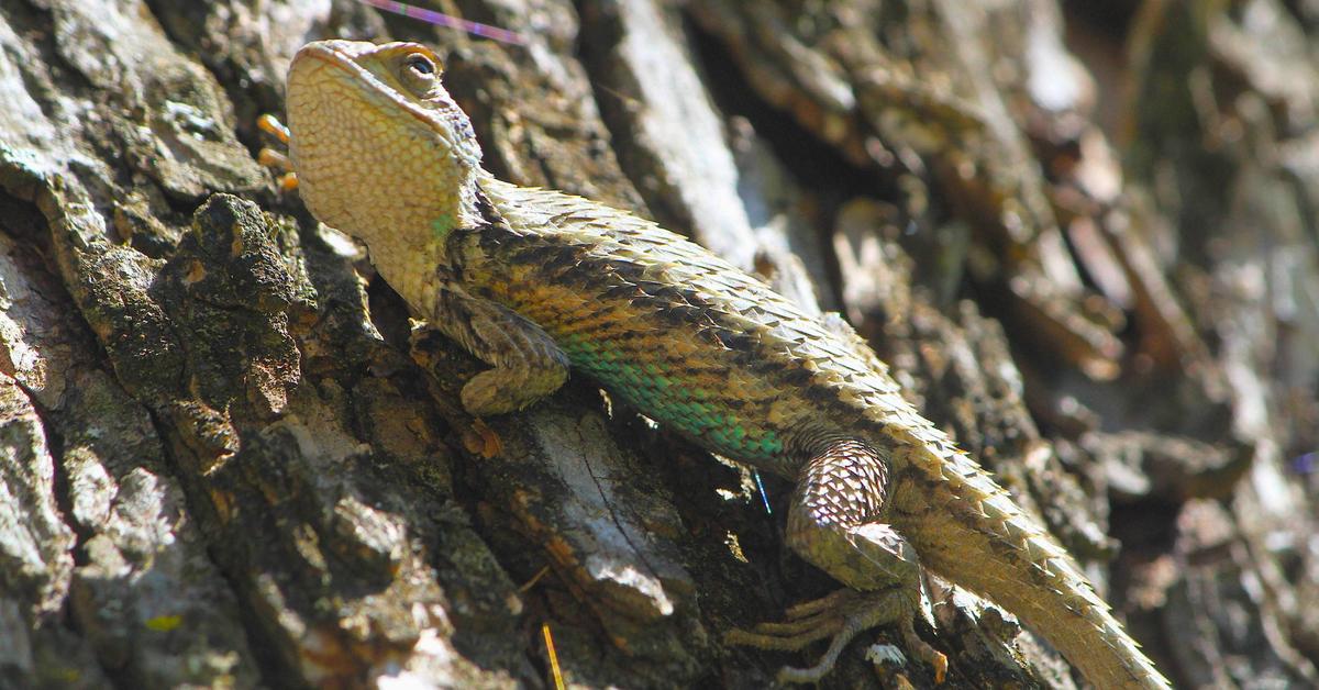 Insightful look at the Texas Spiny Lizard, known to Indonesians as Kadal Duri Texas.