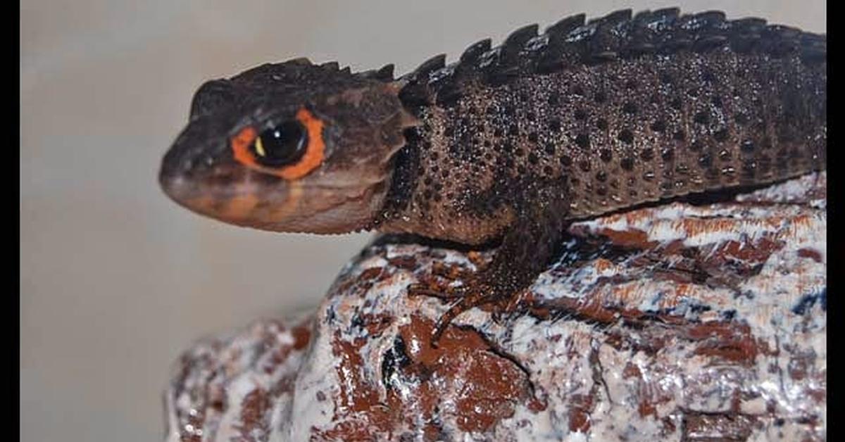 Stunning depiction of Texas Spiny Lizard, also referred to as Sceloporus olivaceous.