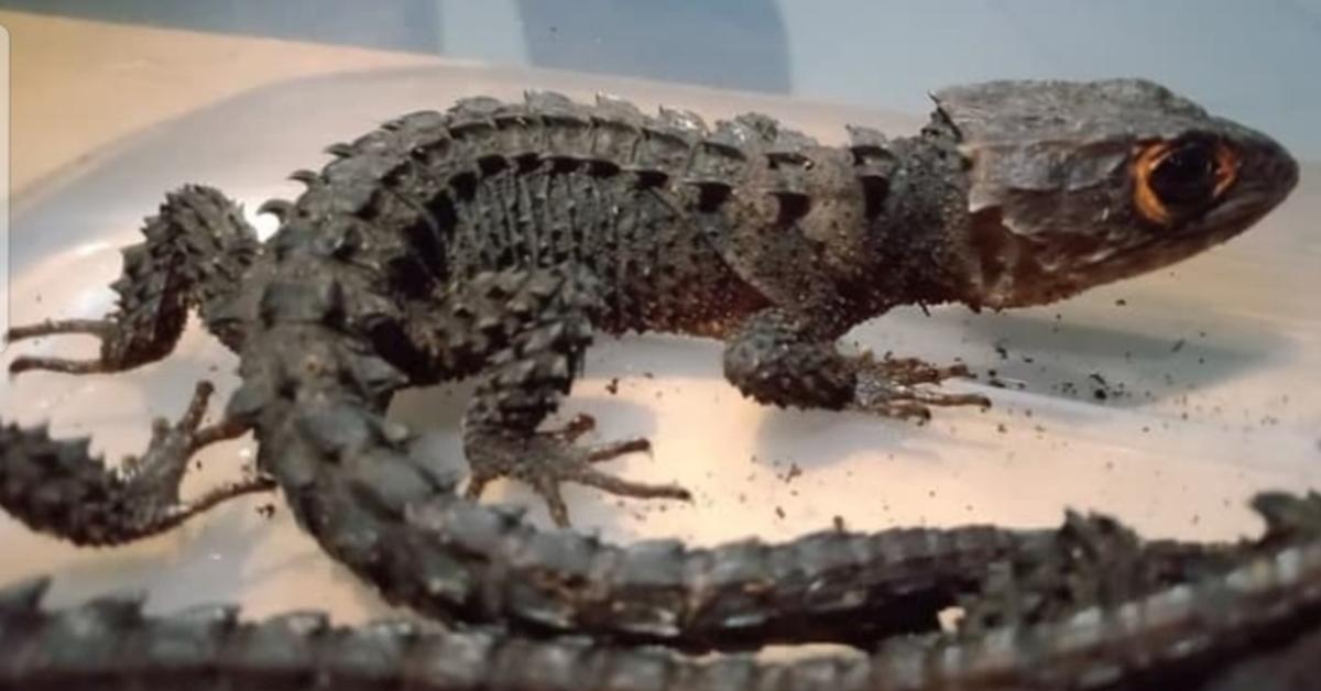 Natural elegance of the Texas Spiny Lizard, scientifically termed Sceloporus olivaceous.