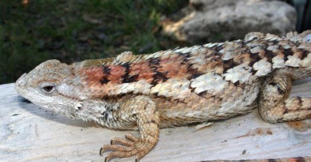 Splendid image of the Texas Spiny Lizard, with the scientific name Sceloporus olivaceous.