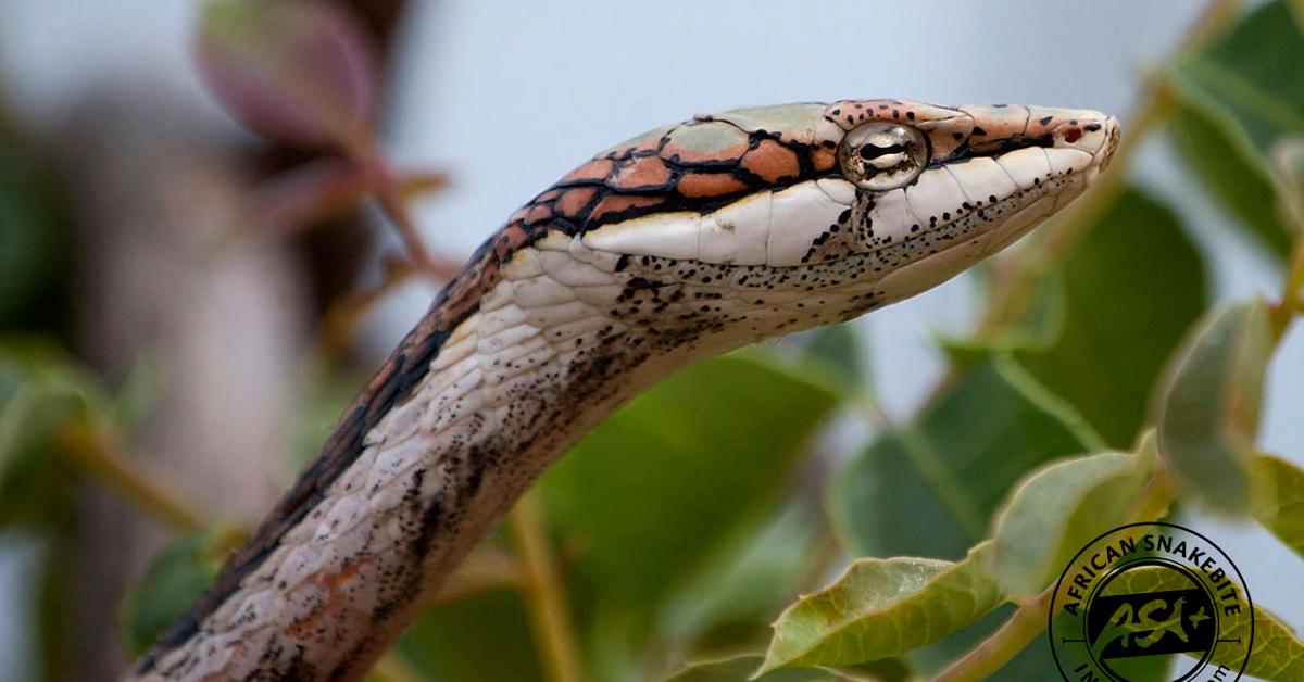 Insightful look at the Twig Snake, known to Indonesians as Ular Dahan.