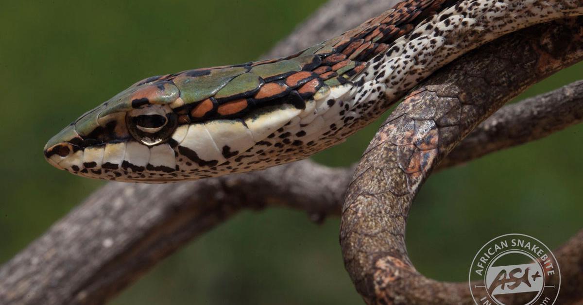 The majestic Twig Snake, also called Ular Dahan in Indonesia, in its glory.