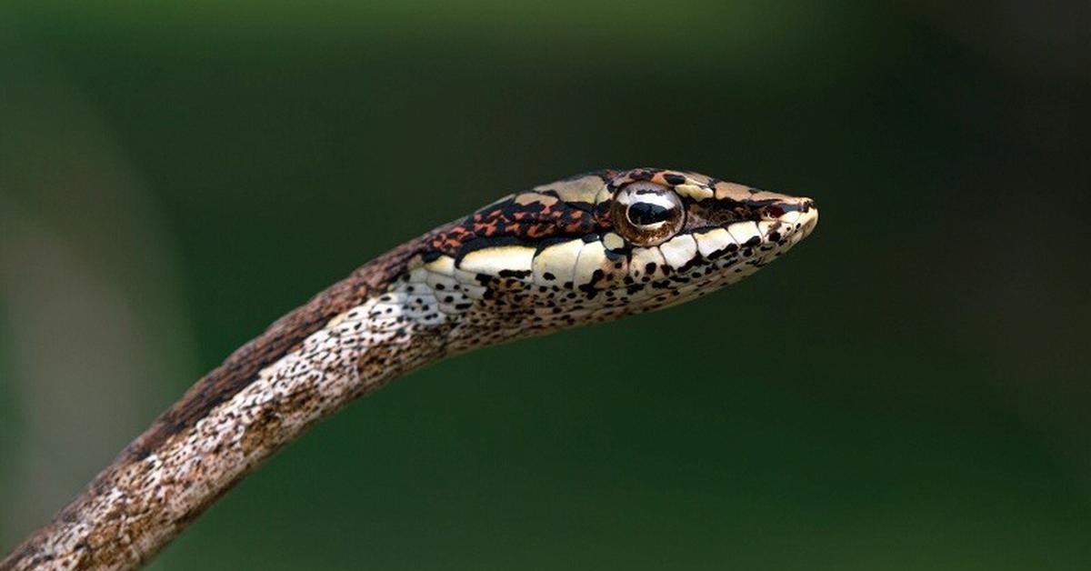 Distinctive Twig Snake, in Indonesia known as Ular Dahan, captured in this image.