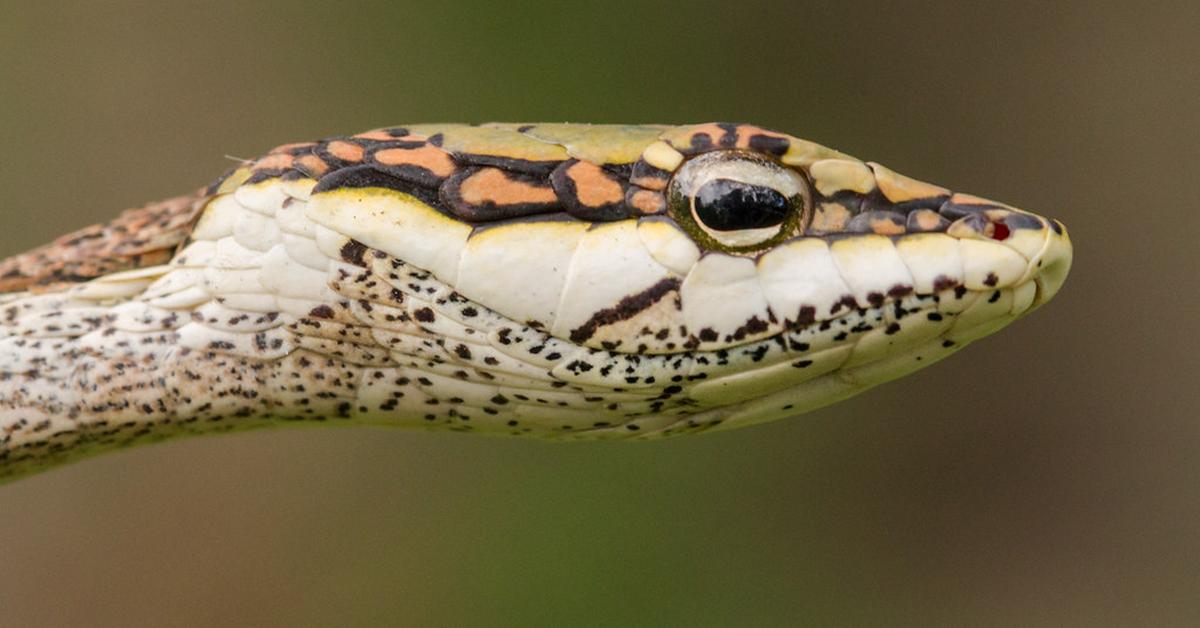 Splendid image of the Twig Snake, with the scientific name Thelotornis capensis.