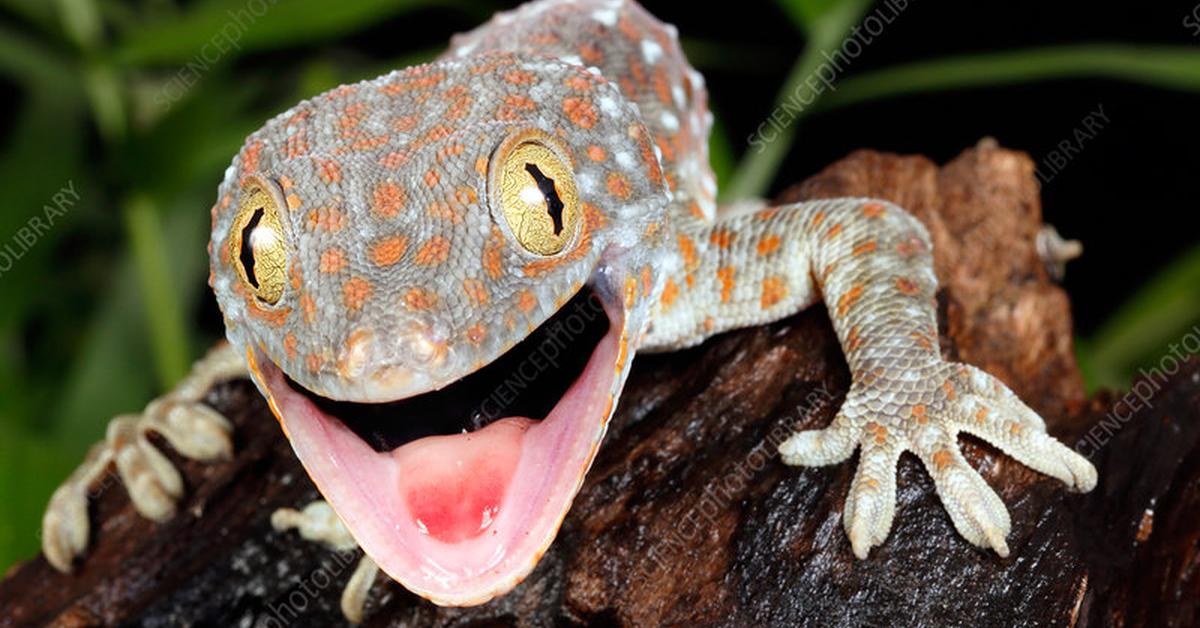 Striking appearance of the Tokay Gecko, known in scientific circles as Gekko gecko.