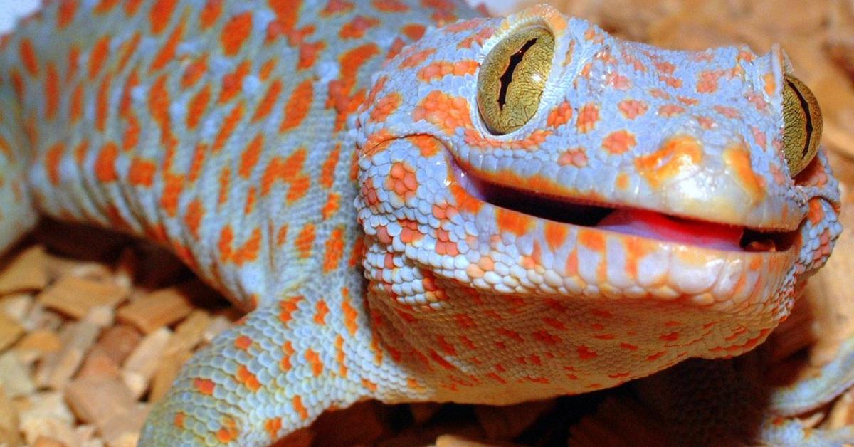 The alluring Tokay Gecko, commonly referred to as Cicak Tokay in Bahasa Indonesia.