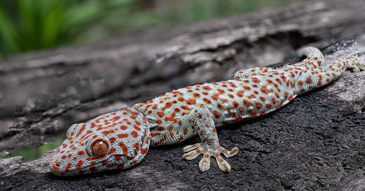 Snapshot of the intriguing Tokay Gecko, scientifically named Gekko gecko.