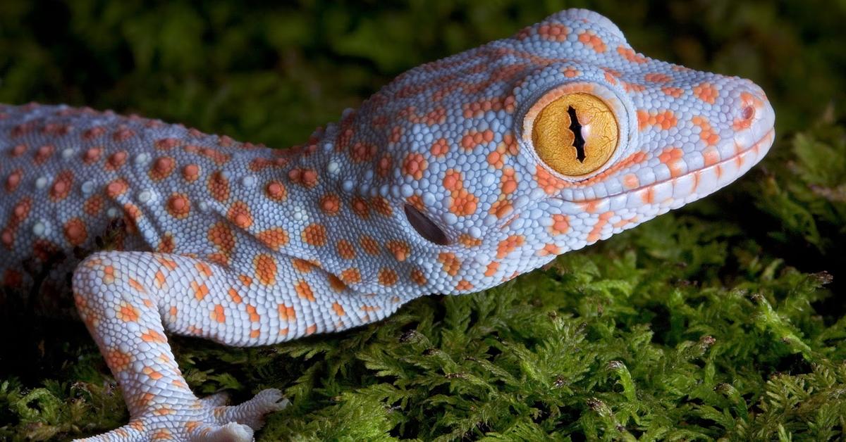 Captured elegance of the Tokay Gecko, known in Indonesia as Cicak Tokay.