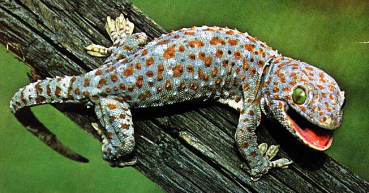 The alluring Tokay Gecko, commonly referred to as Cicak Tokay in Bahasa Indonesia.