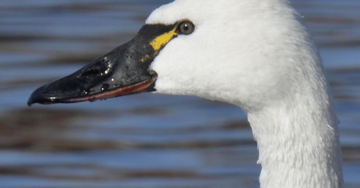 Visual of Tundra Swan, or Angsa Tundra in Indonesian, showcasing its beauty.