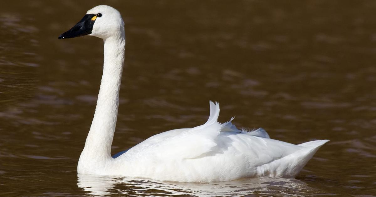 Vibrant snapshot of the Tundra Swan, commonly referred to as Angsa Tundra in Indonesia.